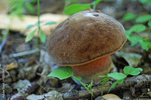 Mushroom Bolétus erýthropus with a brown hat and a yellow-red leg in the forest in yellow leaves and green grass on an autumn day