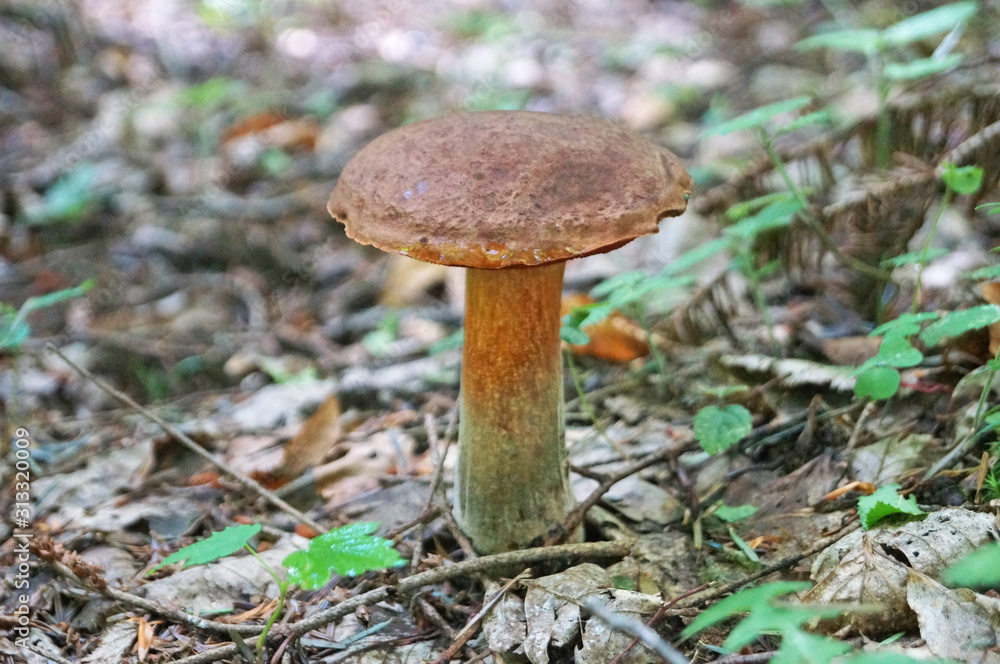 Mushroom Bolétus erýthropus with a brown hat and a yellow-red leg in the forest in yellow leaves and green grass on an autumn day Mushroom Bolétus erýthropus with a brown hat and a yellow-red leg in the forest in yellow leaves and green grass on an autumn day