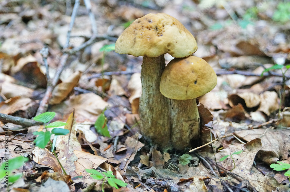 Léccinum scábrum mushroom with beige and brown hat and white leg in the forest in yellow leaves and green grass on an autumn day Léccinum scábrum mushroom with beige and brown hat and white leg in the forest in yellow leaves and green grass on an autumn day