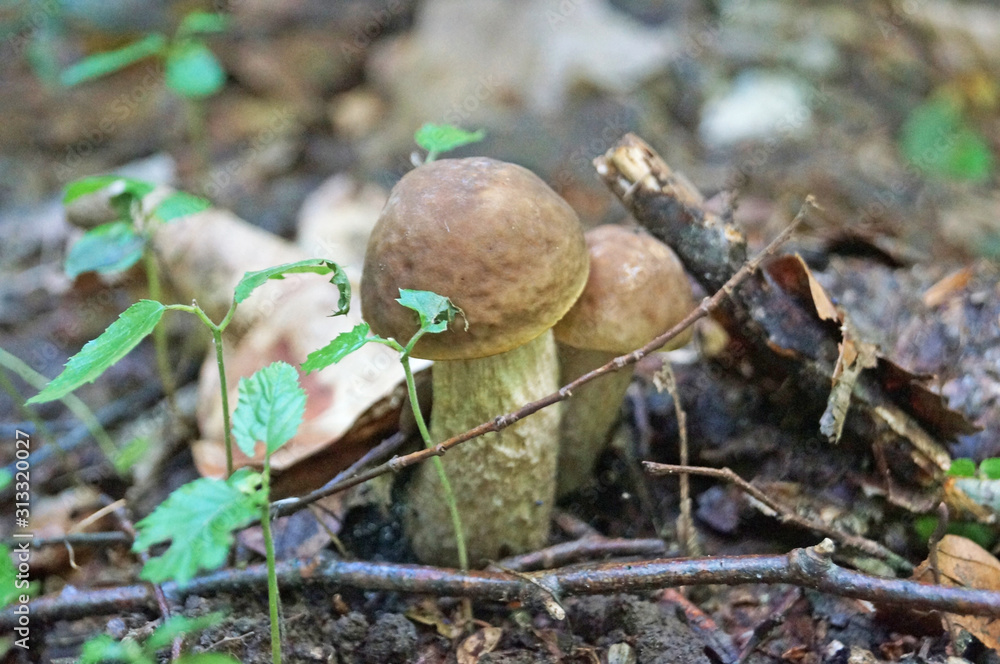 Léccinum scábrum mushroom with beige and brown hat and white leg in the forest in yellow leaves and green grass on an autumn day Léccinum scábrum mushroom with beige and brown hat and white leg in the forest in yellow leaves and green grass on an autumn day