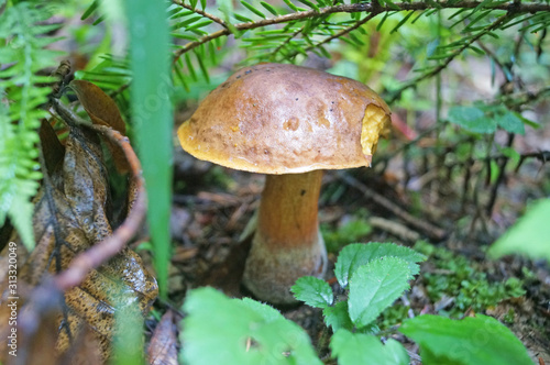 Mushroom Bolétus erýthropus with a brown hat and a yellow-red leg in the forest in yellow leaves and green grass on an autumn day