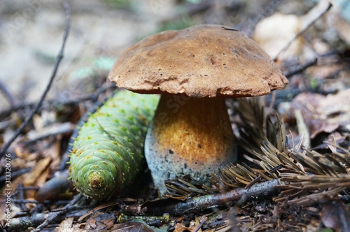 Mushroom Bolétus erýthropus with a brown hat and a yellow-red leg in the forest in yellow leaves and green grass on an autumn day