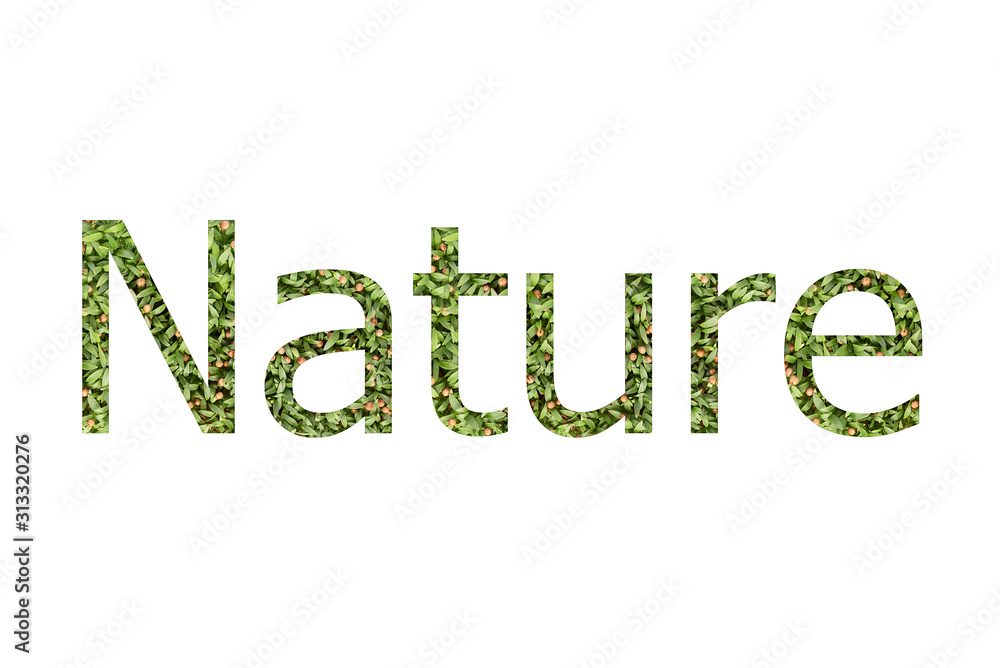 Microgreen font word NATURE made of cilantro microgreen on white background with paper cut shape of letter. Collection of flora font for your unique decoration in summer