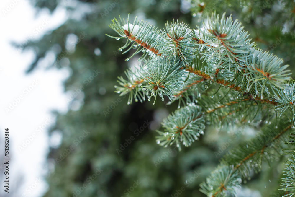 Green Christmas trees in a winter park covered with snow