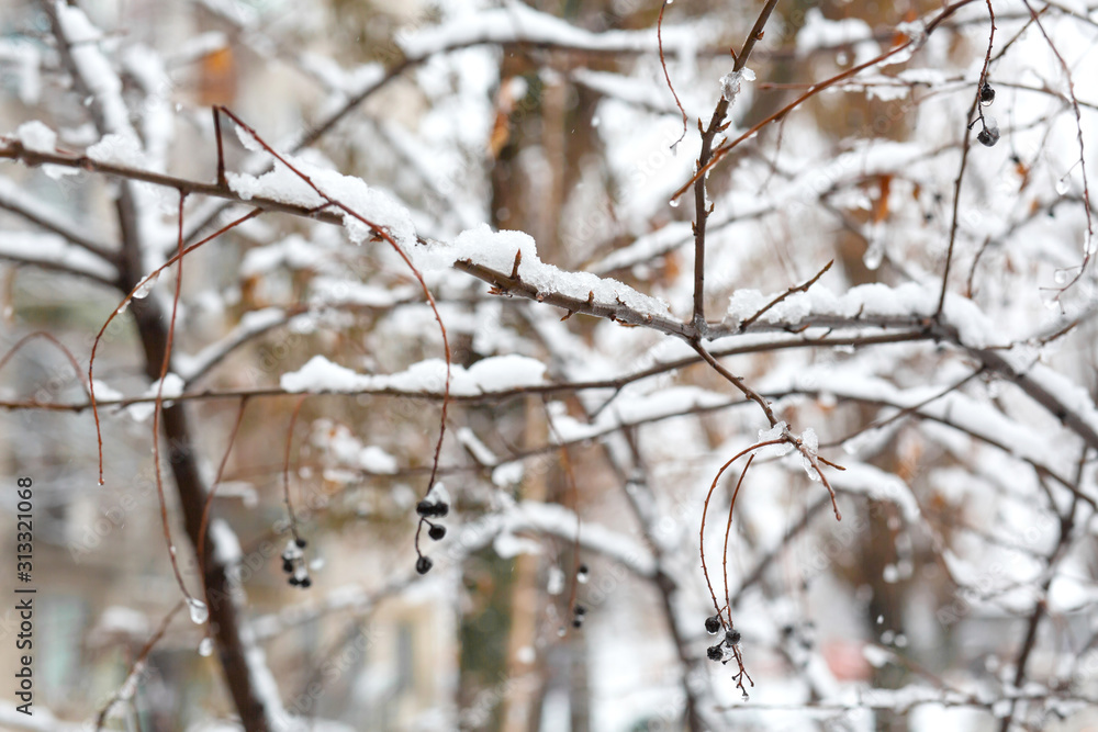 Dry branches of bushes are covered with snow after a snowfall. Winter in the forest