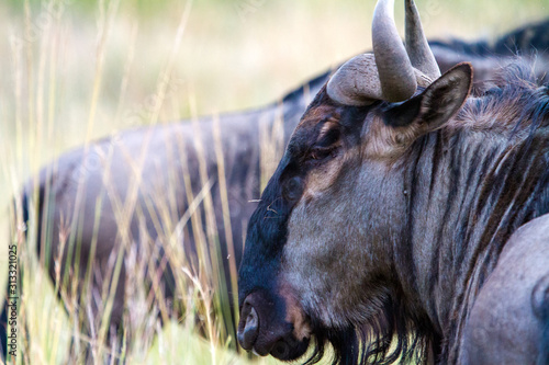 Photography Wildebeest