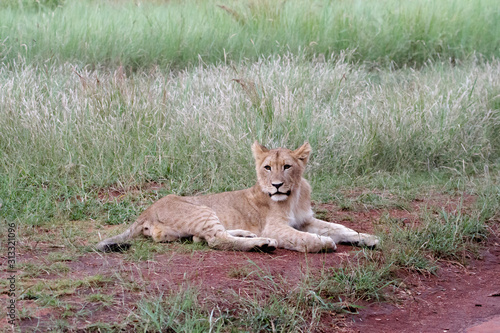 Young male lion