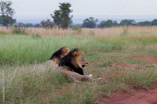 Lions