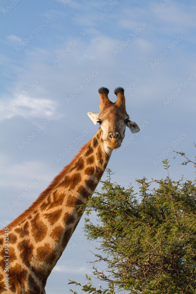 Fototapeta premium Giraffe