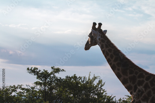 Photography Giraffe