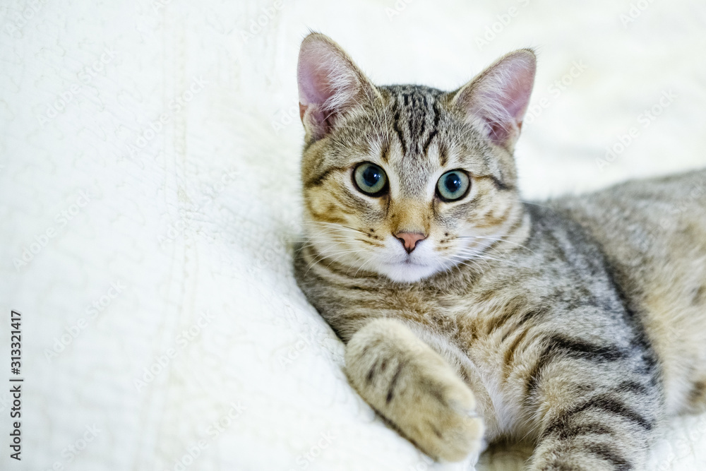 Portrait of a beautiful gray striped cat close up. Portrait of a beautiful gray striped cat close up.