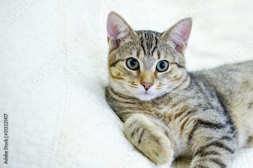 Portrait of a beautiful gray striped cat close up.