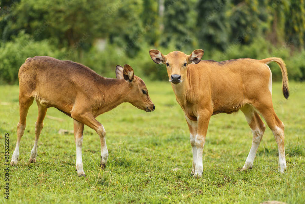 A herd of tropical light Asian cow calves graze on green grass.
