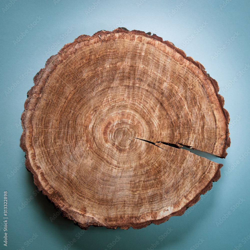 Wood round flat lay on blue background. Natural oak mandala drawn by the tree Wood round flat lay on blue background. Natural oak mandala drawn by the tree