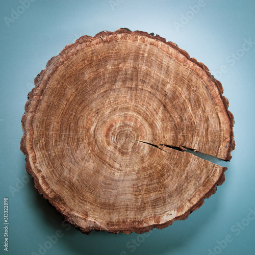 Wood round flat lay on blue background. Natural oak mandala drawn by the tree
