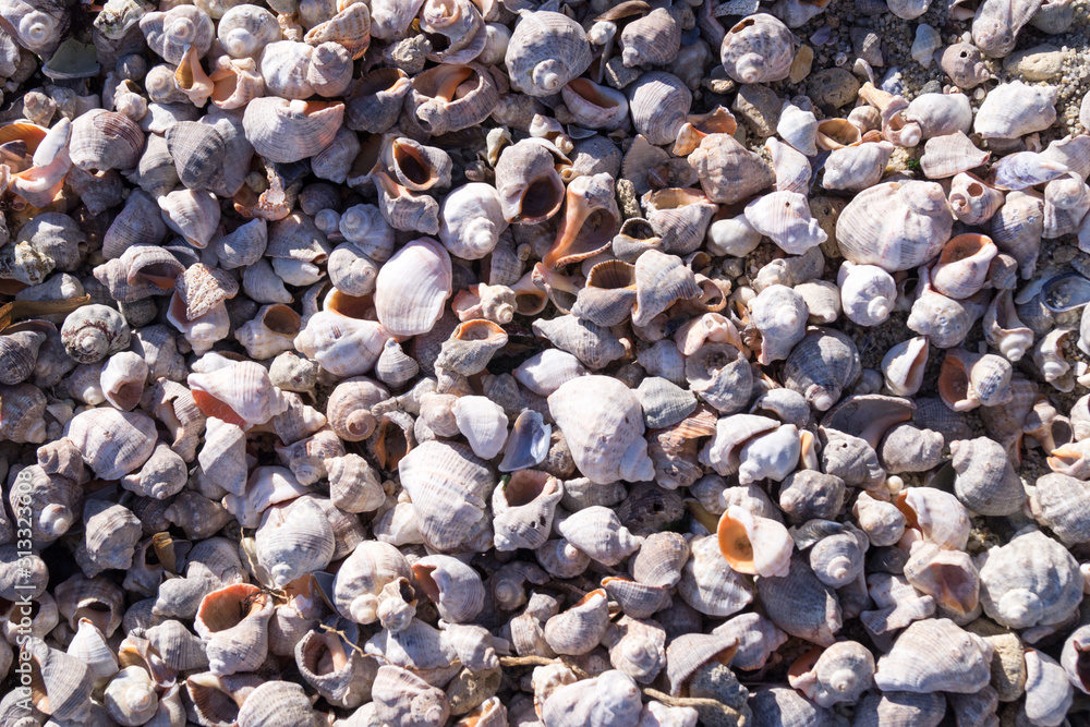 many shells lit by the sun for the background many shells lit by the sun for the background
