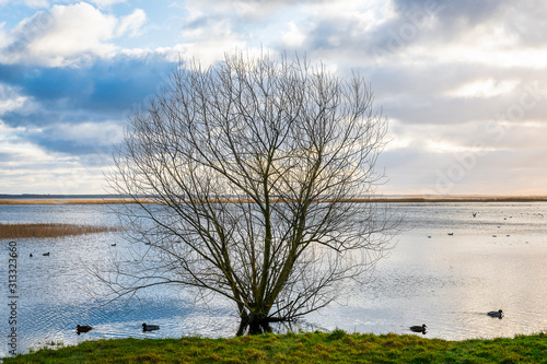 Spring flood. A tree in the water  wild ducks swim next to the savings.