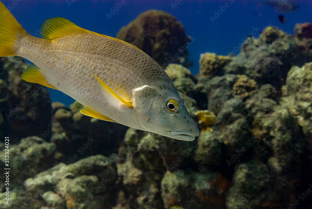 Schoolmaster swimming along a reef Schoolmaster swimming along a reef