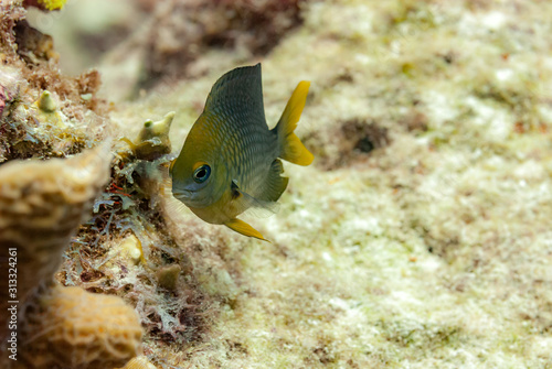 Adult Threespot Damselfish photo