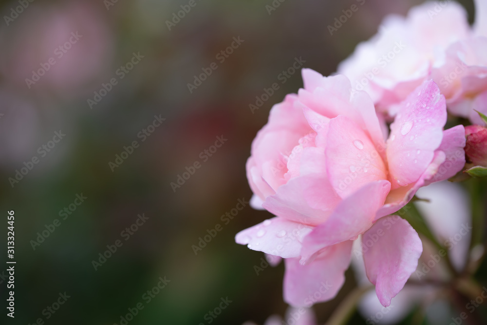 Close up of beauty pink rose with glossy waterdrops isolated on black background
