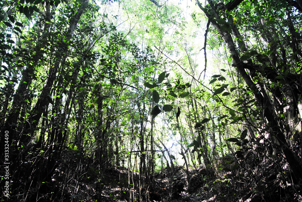 Naklejka premium trees in the forest