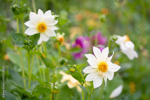 White anemone flowers in the field of flowers 