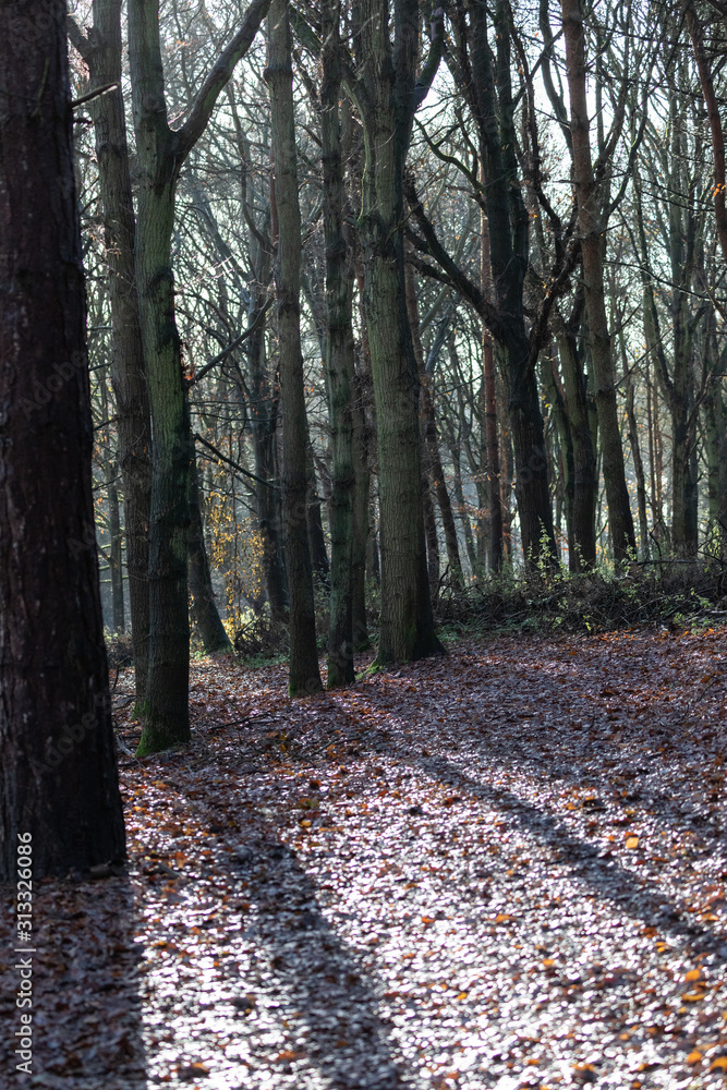 Fototapeta premium Trees backlit by winter sun