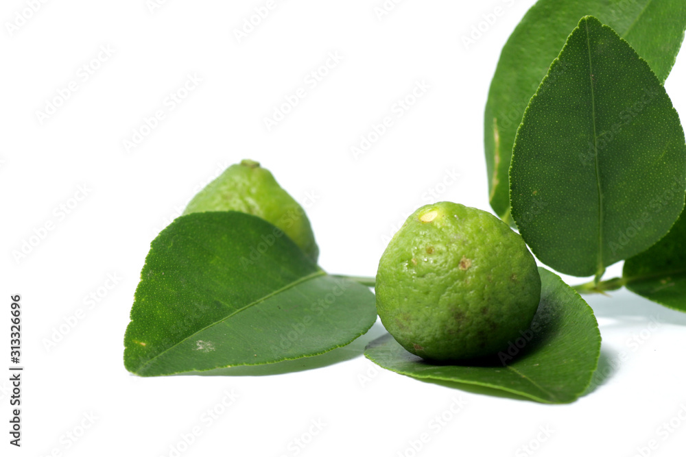 kaffir lime / Citrus × hystrix DC, also known as jeruk purut, one kind of citrus that usually used fo cooking and traditional medicine. Shoot on a white isolated background kaffir lime / Citrus × hystrix DC, also known as jeruk purut, one kind of citrus that usually used fo cooking and traditional medicine. Shoot on a white isolated background