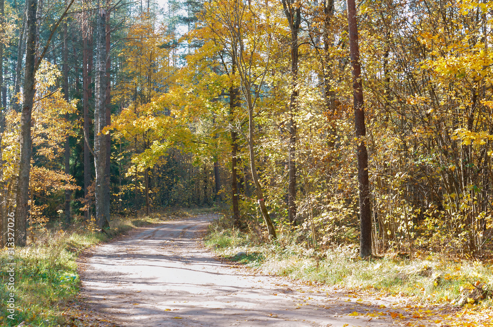 Autumn forest. Autumn in the Park. Yellow and red leaves on trees in autumn. A forest road.