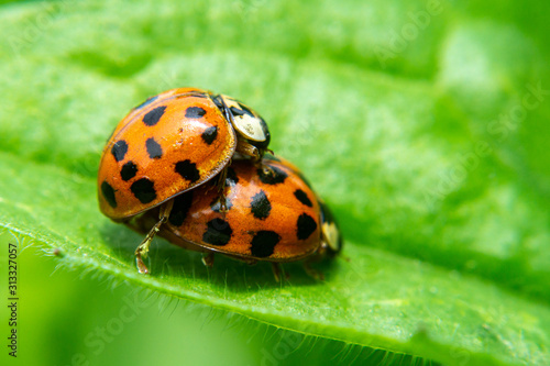 ladybugs having sex on green leaf