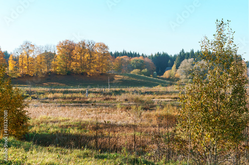 Yellowed trees in the autumn forest. Clear autumn weather in the forest.