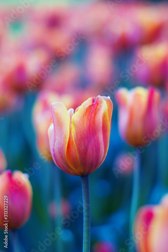 Red, orange and yellow tulip flowers close-up on blurred background of tulips. Bright tulip field in spring. Colorful landscape. Natural soft background for design, free space for text
