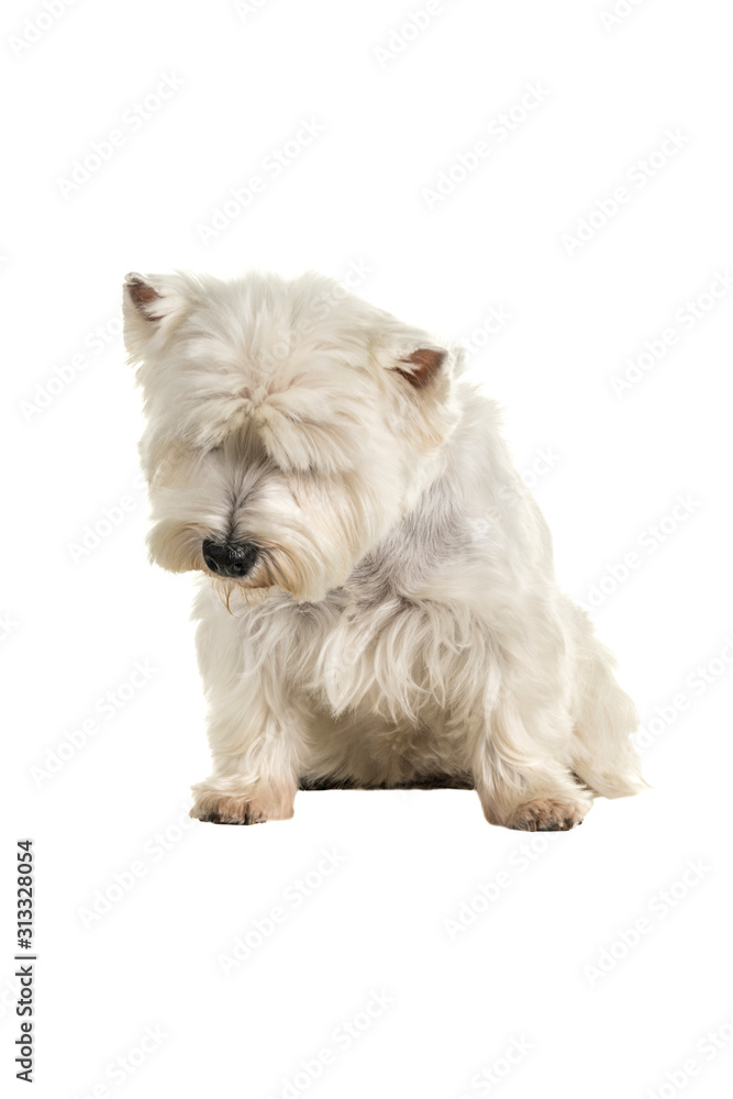 White West Highland Terrier Westie sitting looking down isolated on a white background White West Highland Terrier Westie sitting looking down isolated on a white background