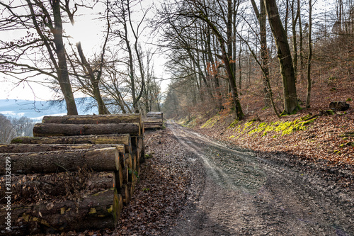 Holzmiete an Forstweg im Sonnenschein im Winter