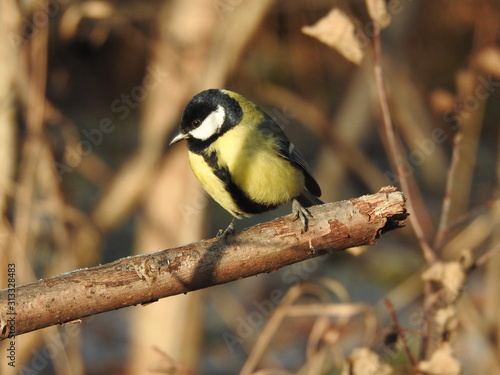 Great tit