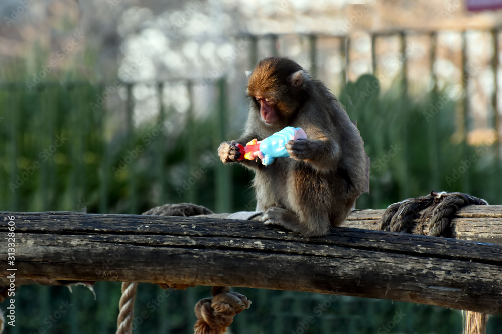 Foto Stock Cucciolo di Macaco del Giappone seduto su un tronco | Adobe Stock