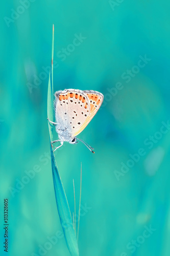 Photography Closeup beautiful butterfly sitting on the flower.