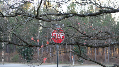 Stop sign through tree