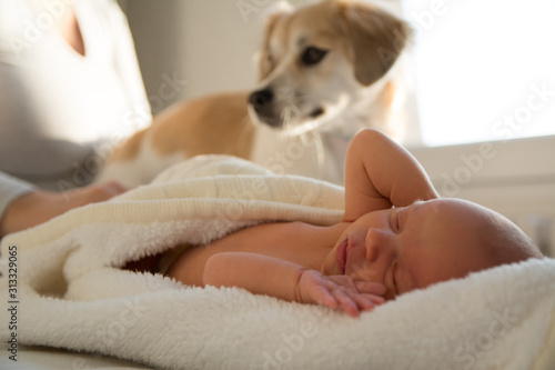Wallpaper Mural New born baby laying on the bed with small white dog in the background Torontodigital.ca