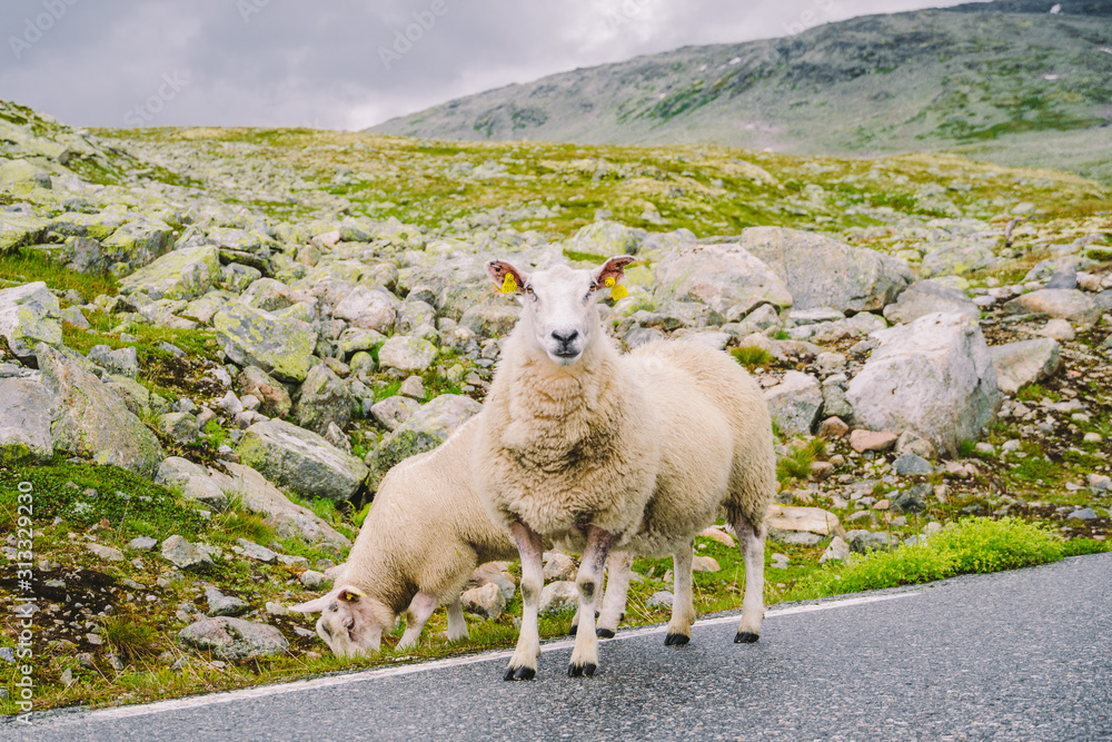Fototapeta premium Sheep walking along road. Norway landscape. A lot of sheep on the road in Norway. Rree range sheep on a mountain road in Scandinavia. Sheep Farming. Mountain road with sheeps