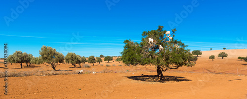 Foto Goats climbed a tree and eat leaves, Essaouira, Souss-Massa-Draa region, Marocco