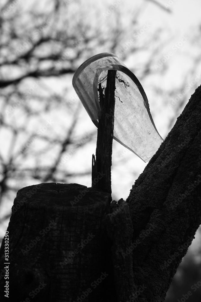 Fototapeta premium old glass on the tree