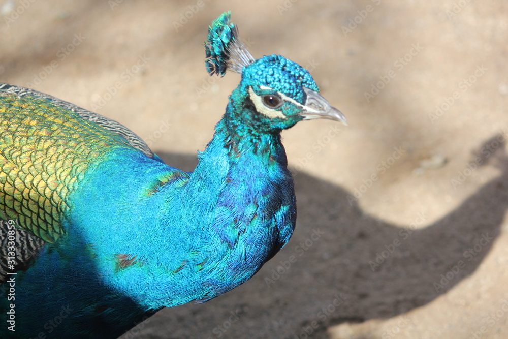 Fototapeta premium Bird Peacock