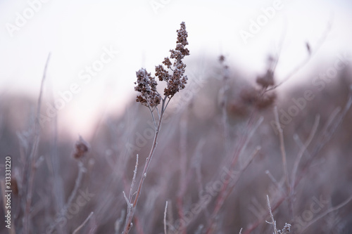Plants with white frost on a cold winter morning