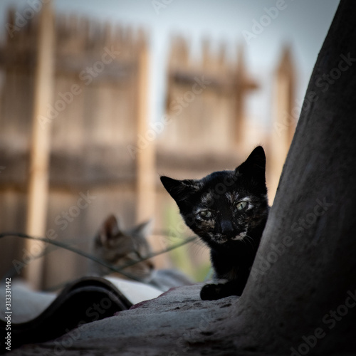 Gatos callejeros
