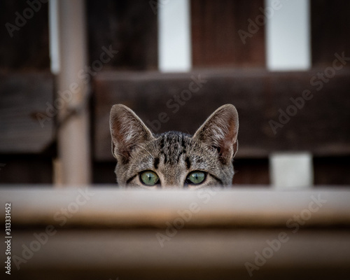 Gato vigilando