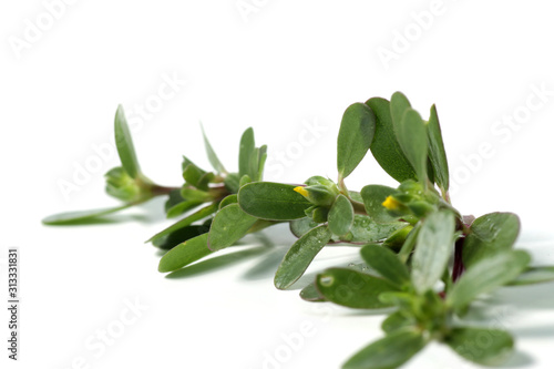 Wallpaper Mural purslane plant or Portulaca, one of herbs that can used fo medical purpose as medicine. Shoot on a white isolated background. Torontodigital.ca
