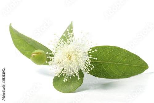 Guava / psidium guajava leafs with flower on a white isolated background photo