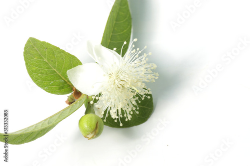 Guava / psidium guajava leafs with flower on a white isolated background