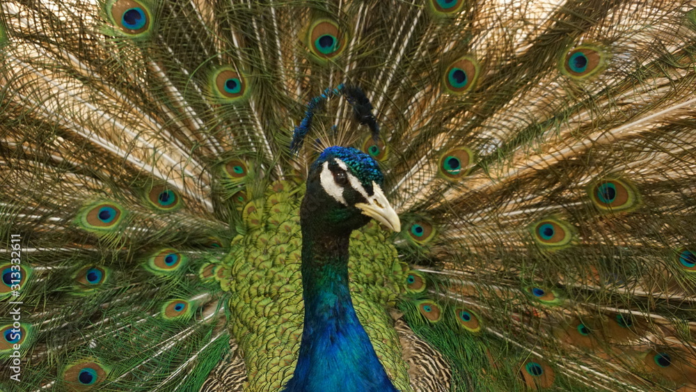 Naklejka premium Closeup of majestic male peacock with feathers